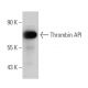 Thrombin API Antibody (B-2) - Western Blotting - Image 372290 