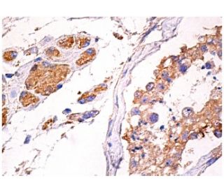 Thrombin R Antibody (G-7) - Immunohistochemistry - Image 157344 