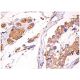 Thrombin R Antibody (G-7) - Immunohistochemistry - Image 157344 