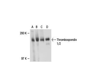 Thrombospondin 1/2 Antibody (D-9) - Western Blotting - Image 18296 