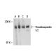 Thrombospondin 1/2 Antibody (D-9) - Western Blotting - Image 18296 