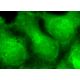 Thrombospondin 1/2 Antibody (G-1) - Immunofluorescence - Image 370395 