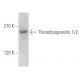 Thrombospondin 1/2 Antibody (G-1) - Western Blotting - Image 354124