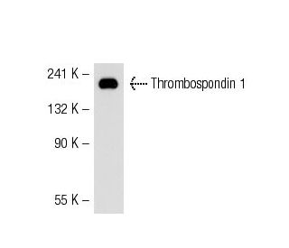 Thrombospondin 1 Antibody (3F357) - Western Blotting - Image 50640
