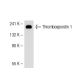 Thrombospondin 1 Antibody (3F357) - Western Blotting - Image 50640