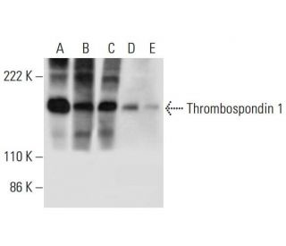 Thrombospondin 1 Antibody (C-9) - Western Blotting - Image 295998 