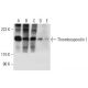 Thrombospondin 1 Antibody (C-9) - Western Blotting - Image 295998 