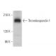 Thrombospondin 1 Antibody (C-9) - Western Blotting - Image 375112