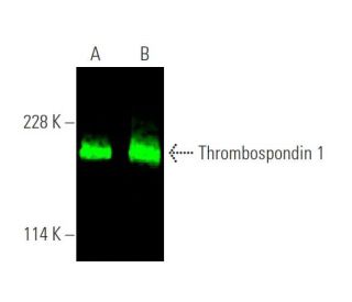 western blotting image from recommended Thrombospondin 1 (C-8) monoclonal antibody replacement. Image 375719