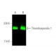 western blotting image from recommended Thrombospondin 1 (C-8) monoclonal antibody replacement. Image 375719