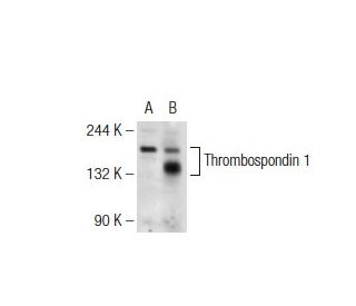 Thrombospondin 1 Antibody (TX17.10) - Western Blotting - Image 109037