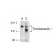 Thrombospondin 1 Antibody (TX17.10) - Western Blotting - Image 109037