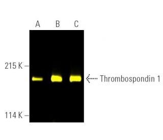 Thrombospondin 1 Antibody (C-8) - Western Blotting - Image 391179