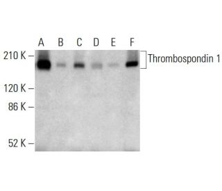 Thrombospondin 1 Antibody (C-8) - Western Blotting - Image 382776
