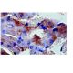 Thrombospondin 3 Antibody (A-12) - Immunohistochemistry - Image 6415