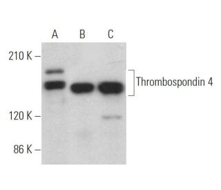 Thrombospondin 4 Antibody (F-7) - Western Blotting - Image 368359 