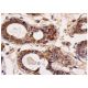 Thrombospondin 4 Antibody (G-10) - Immunohistochemistry - Image 156805 