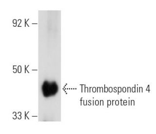 Thrombospondin 4 Antibody (G-10) - Western Blotting - Image 6456 