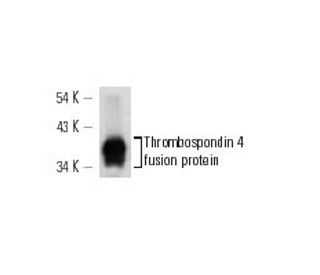 Thrombospondin 4 Antibody (G-6) - Western Blotting - Image 12842