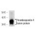 Thrombospondin 4 Antibody (G-6) - Western Blotting - Image 12842