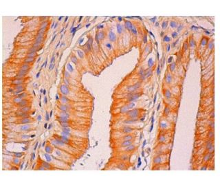 Thrombospondin 5 Antibody (644A8D5) - Immunohistochemistry - Image 315733 