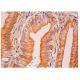 Thrombospondin 5 Antibody (644A8D5) - Immunohistochemistry - Image 315733 