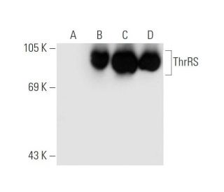 ThrRS Antibody (B-6) - Western Blotting - Image 68399 