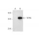THTPA Antibody (A-11) - Western Blotting - Image 311741