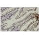 THTPA Antibody (SQ-30) - Immunohistochemistry - Image 35985 