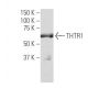 THTR1 Antibody (R-5) - Western Blotting - Image 34018