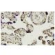 THUMPD1 Antibody (J-R7) - Immunohistochemistry - Image 36236