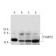 THUMPD2 Antibody (D-11) - Western Blotting - Image 291967 