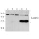 THUMPD2 Antibody (D-11) - Western Blotting - Image 379416