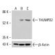 THUMPD2 Antibody (D-11) - Western Blotting - Image 415195