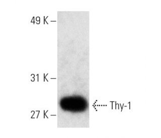 Thy-1/CD90 Antibody (53-2.1) - Western Blotting - Image 4956 