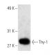 Thy-1/CD90 Antibody (53-2.1) - Western Blotting - Image 4956 