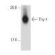 Thy-1/CD90 Antibody (AF-9) - Western Blotting - Image 52300
