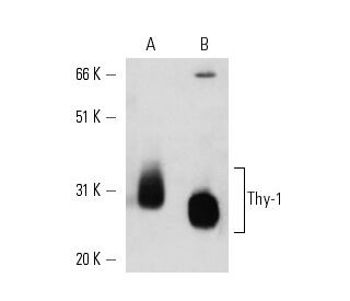 Thy-1/CD90 Antibody (AS74) - Western Blotting - Image 14844 