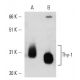 Thy-1/CD90 Antibody (AS74) - Western Blotting - Image 14844 