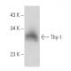 Thy-1/CD90 Antibody (AS74) - Western Blotting - Image 354814