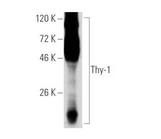 Thy-1/CD90 Antibody (aTHy-1A1) - Western Blotting - Image 52295 