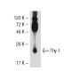 Thy-1/CD90 Antibody (ER4) - Western Blotting - Image 52297