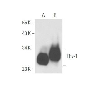 Thy-1/CD90 Antibody (ER4) - Western Blotting - Image 57882 