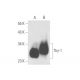 Thy-1/CD90 Antibody (ER4) - Western Blotting - Image 57882 