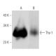 Thy-1/CD90 Antibody (ER4) - Western Blotting - Image 353705 