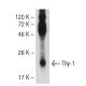 Thy-1/CD90 Antibody (F15-42-1) - Western Blotting - Image 52302