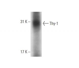 Thy-1/CD90 Antibody (F15-42-1) - Western Blotting - Image 68071 