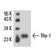 Thy-1/CD90 Antibody (FF-10) - Western Blotting - Image 15583 