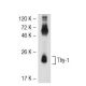 Thy-1/CD90 Antibody (FF-10) - Western Blotting - Image 52308