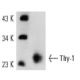 western blotting image from recommended Thy-1/CD90 (OX7) monoclonal antibody replacement. Image 12967